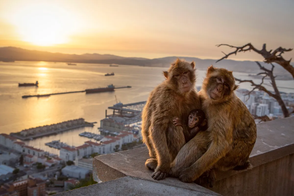 Like most monkeys, Barbary macaques live in large family groups where status is inherited. Both male and female macaques look after the youngsters. Gibraltar. © Mark MacEwen