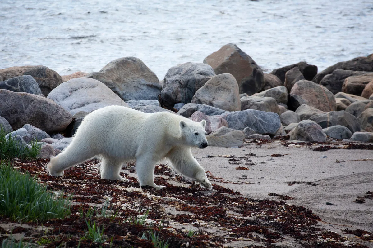 A polar bear on the shores of Hudson Bay, Canada, heads towards the water to begin hunting. As the tide comes in one small group of polar bears have learnt to look for boulders on which to perch and wait. From there they must time their attack perfectly since their target, beluga whales, are twice their weight. © Chadden Hunter/BBC NHU