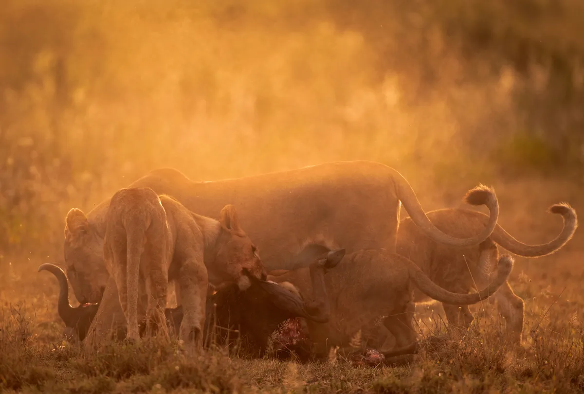Lions on a kill in Serengeti National Park, Tanzania. © Albie Venter