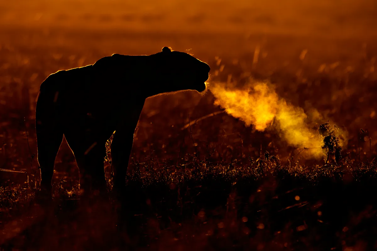 A female African lion calling inMaasai Mara National Reserve, Kenya. © Andy Rouse