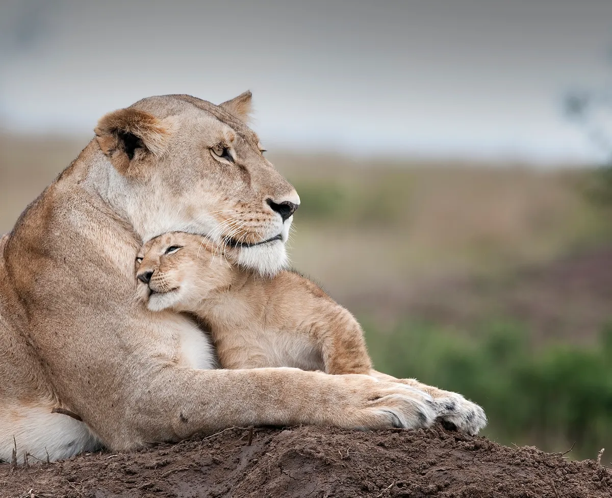 A female African lion and cub in Maasai Mara National Reserve, Kenya. © Billy Dodson