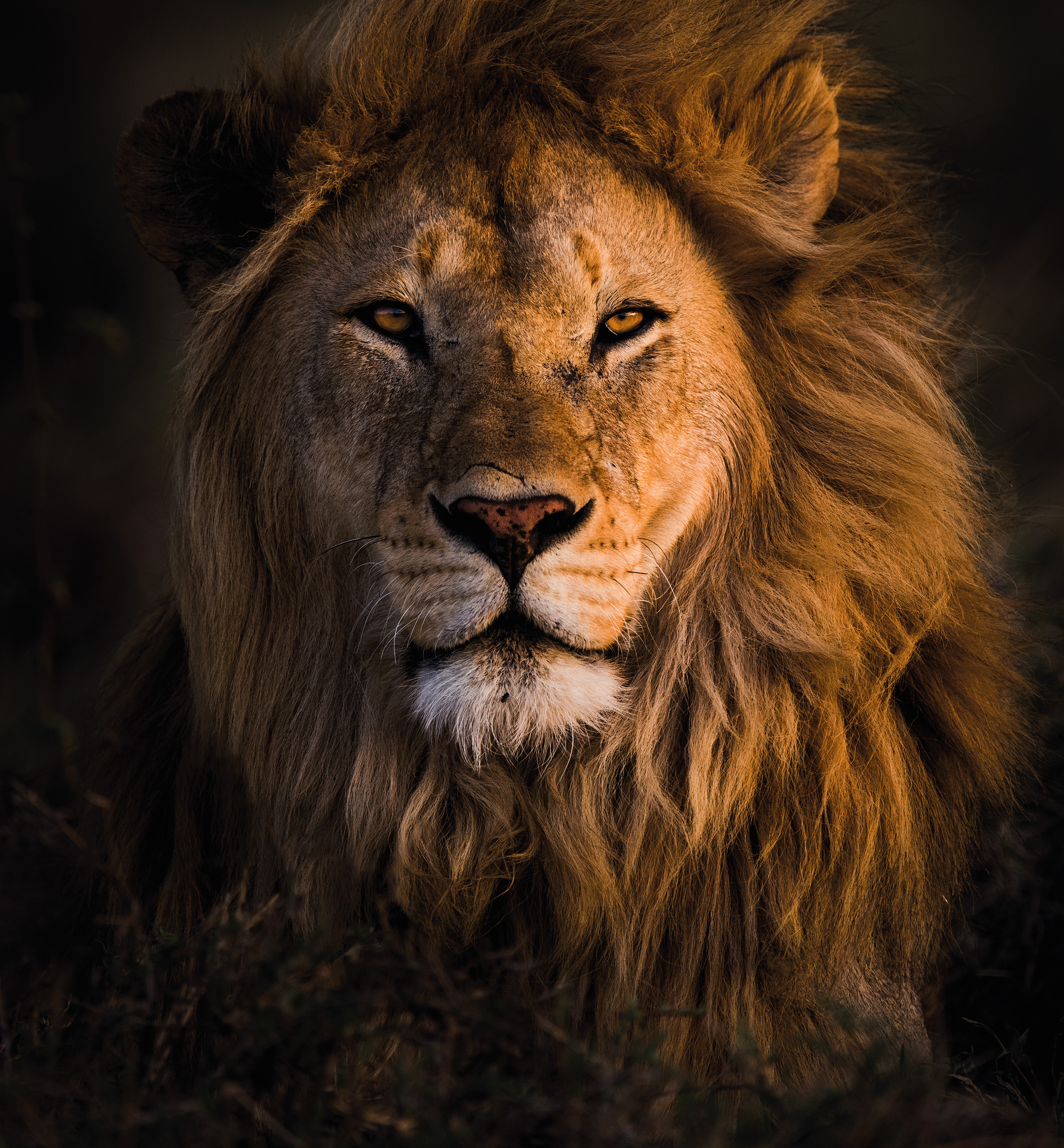 Remembering Lions: beautiful photographs of this majestic cat