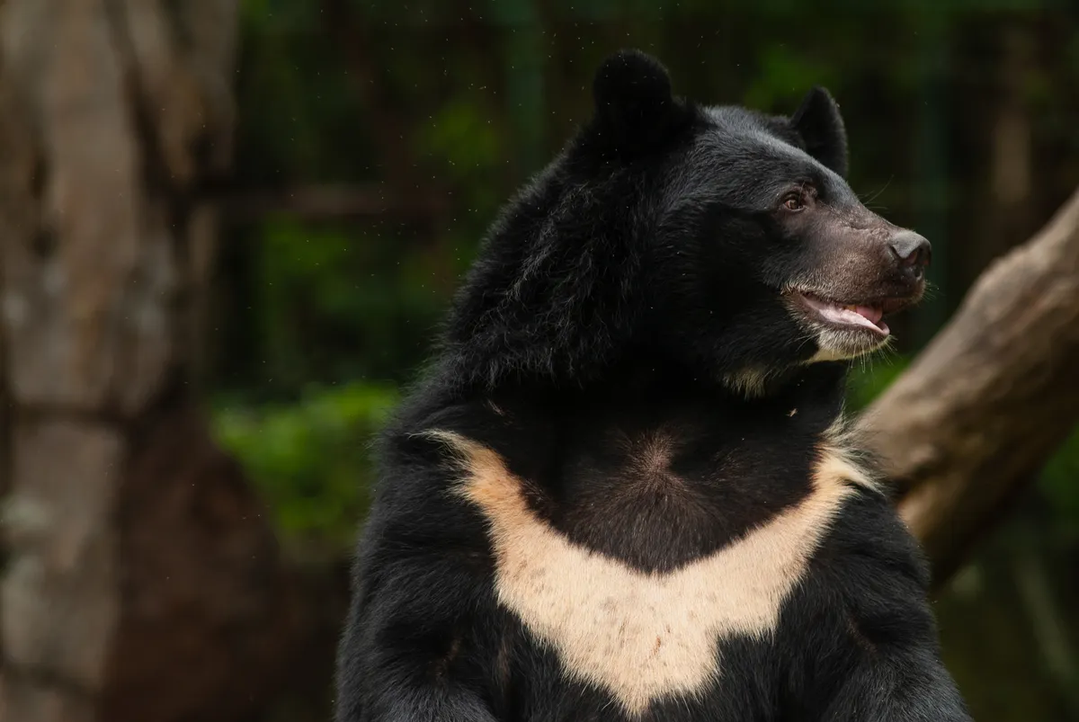 An Asiatic Black Bear. Arun-Roisri/Getty