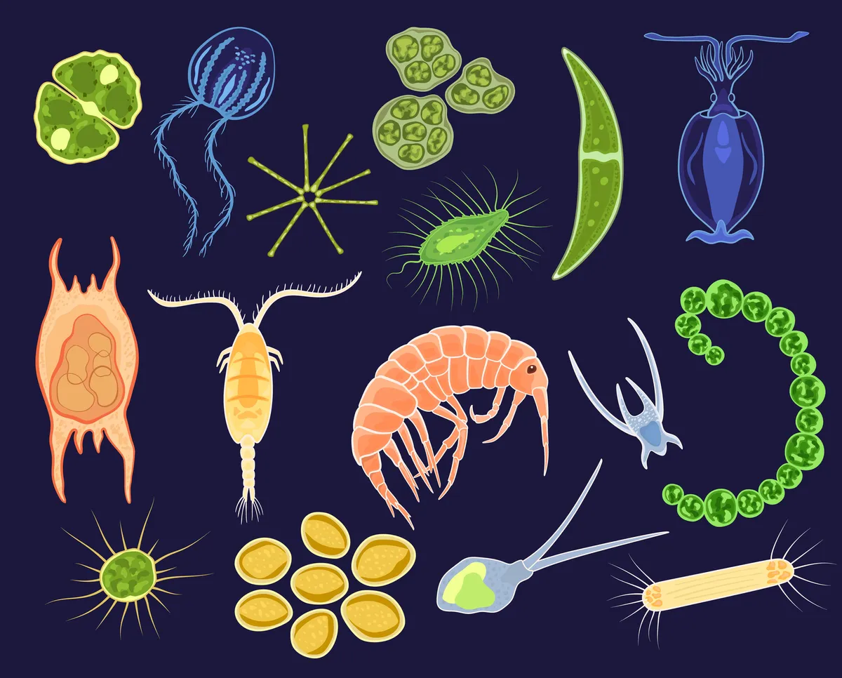 Phytoplankton and zooplankton. luplupme/Getty