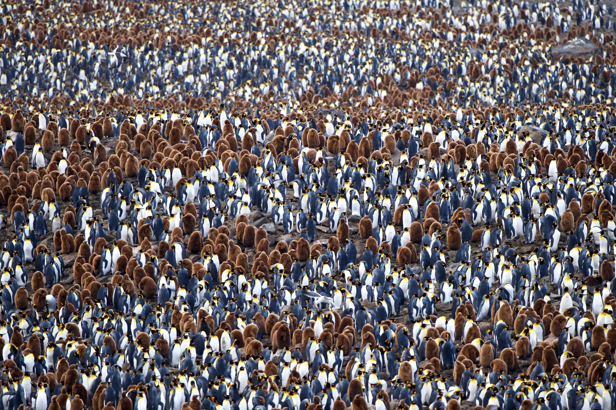 Thousands of king penguins in a colony on South Georgia Island, near Antarctica. Arturo de Frias photography