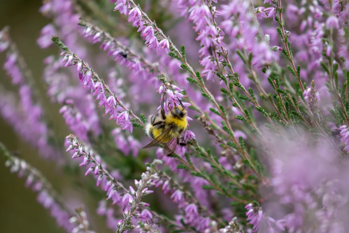 Wild bumblebee on heather (Calluna vulgaris)