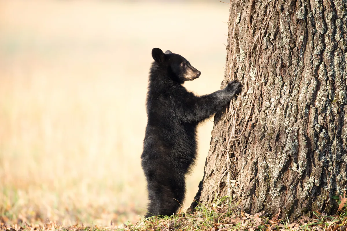 An American black bear cub clinging to the side of a tree in Smoky Mountain National Park, USA. © EEI_Tony/Getty