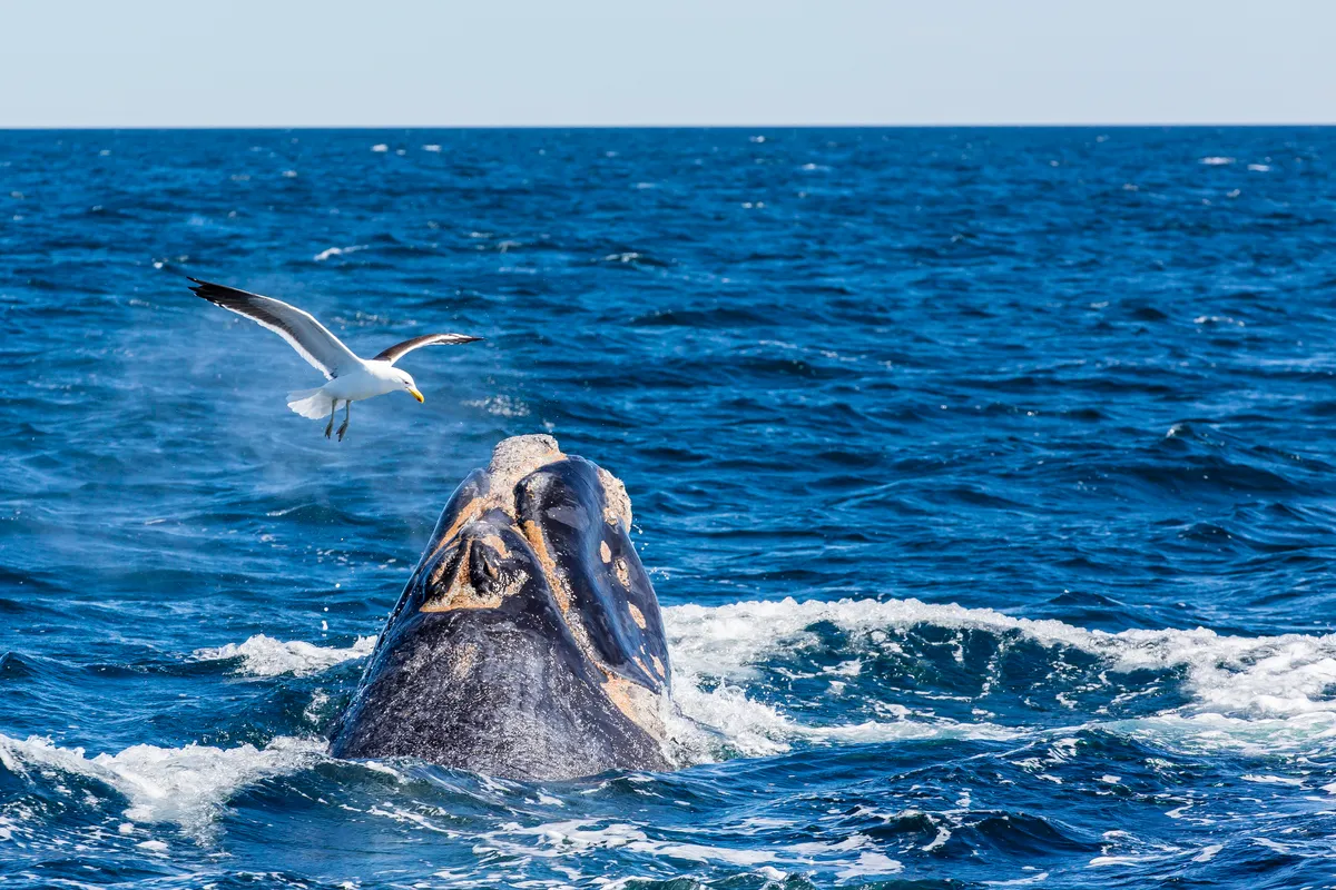 A southern right whale being harassed by a kelp gull. © Michael Nolan/RobertHarding/Getty