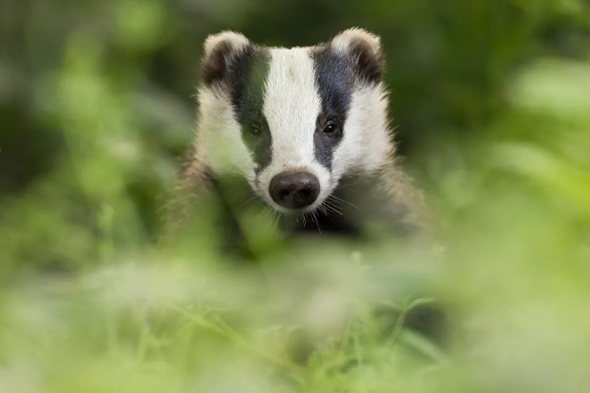 A European badger. © Damien Kuzdak/Getty