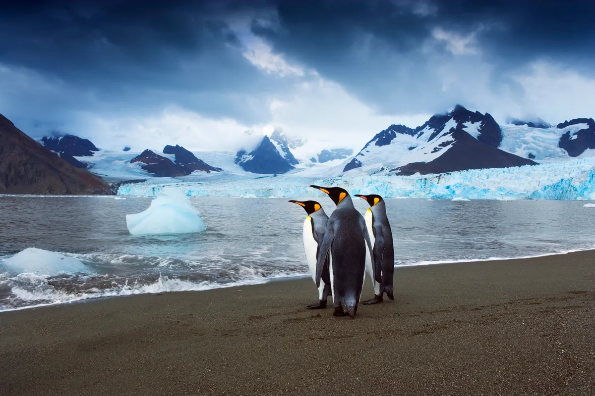 King penguins on South Georgia. Frank Krahmer/Getty