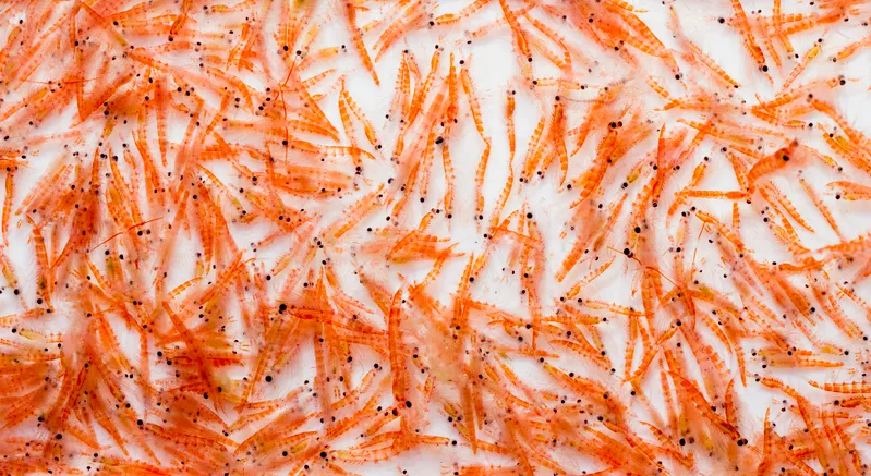 A mid-water trawl catch of Antarctic Krill, Euphausia superba during a scientific expedition