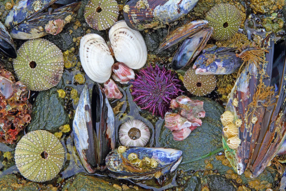 Marine calcifies include corals, molluscs, and echinoderms such as sea urchins. BehindTheLens/Getty