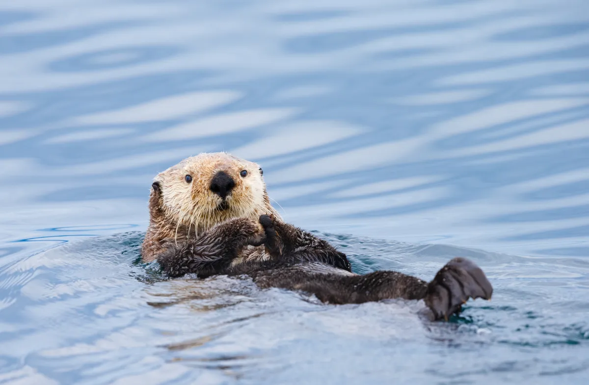 Sea otter. © KenCanning/Getty