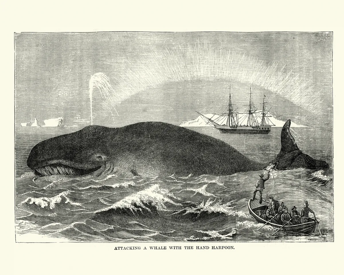 Vintage engraving showing Whalers attacking a whale with a harpoon, 19th Century. duncan1890/Getty