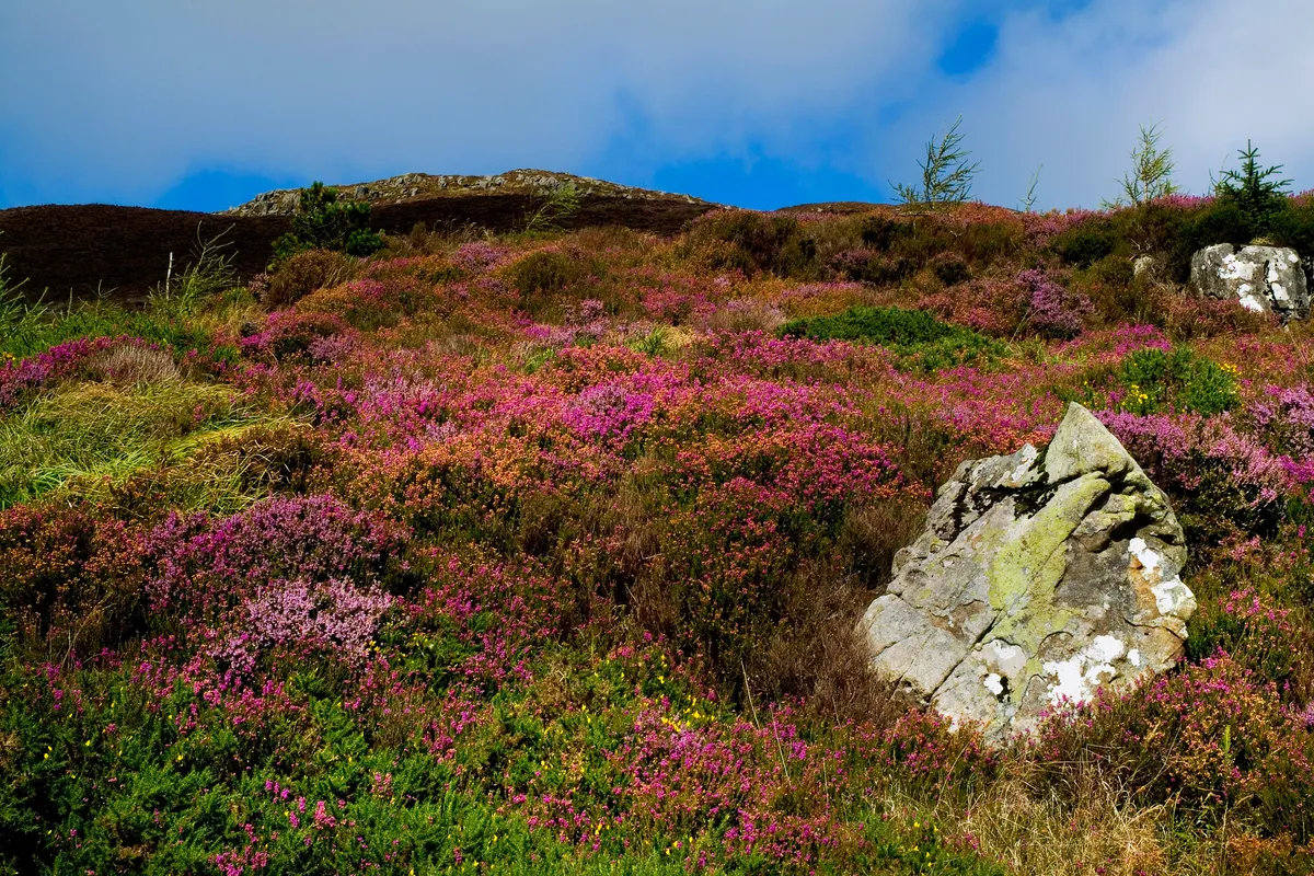 Wildflowers blooming on a hillside in Armagh. Design Pics Inc.