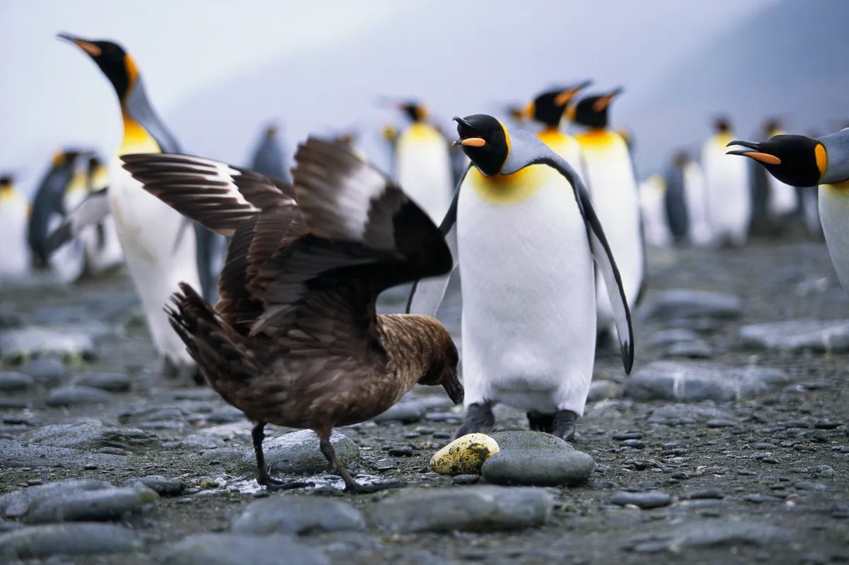 A skua stealing a king penguin egg. Paul A. Souders/Getty