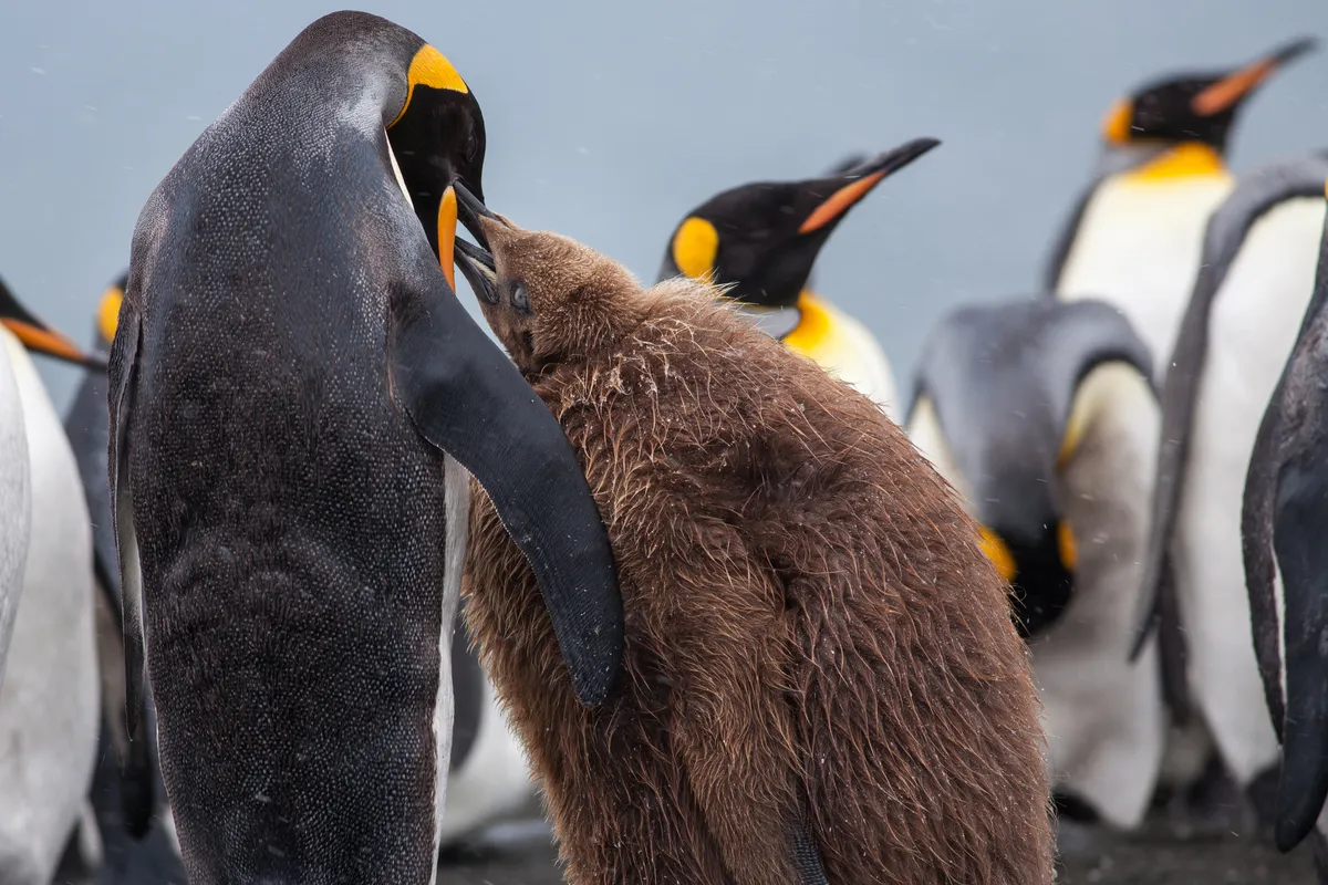A king penguin chick eats regurgitated seafood from its parent. Anne Dirkse/Getty