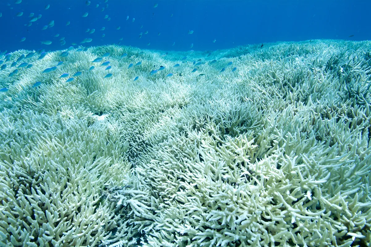 Ocena acidification can lead to coral bleaching. We are already seeing the effects. Rainer von Brandis/Getty