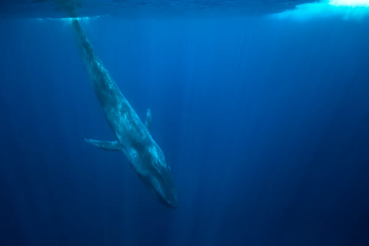 A Blue Whale in Sri Lanka, Marissa, Indian Ocean. eco2drew/Getty
