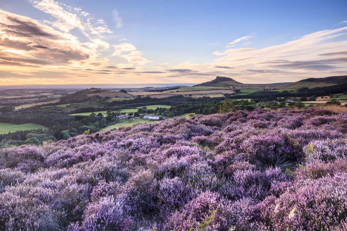 Heather in bloom on heathland at Roseberry Topping in the North York Moors. © Julian Elliott Photography/Getty