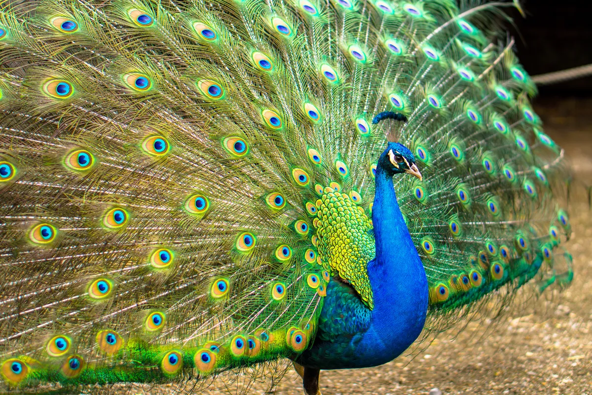 it is often the male of a species that is more highly ornamented. Peacocks show remarkable sexual dimorphism. danindub/Getty