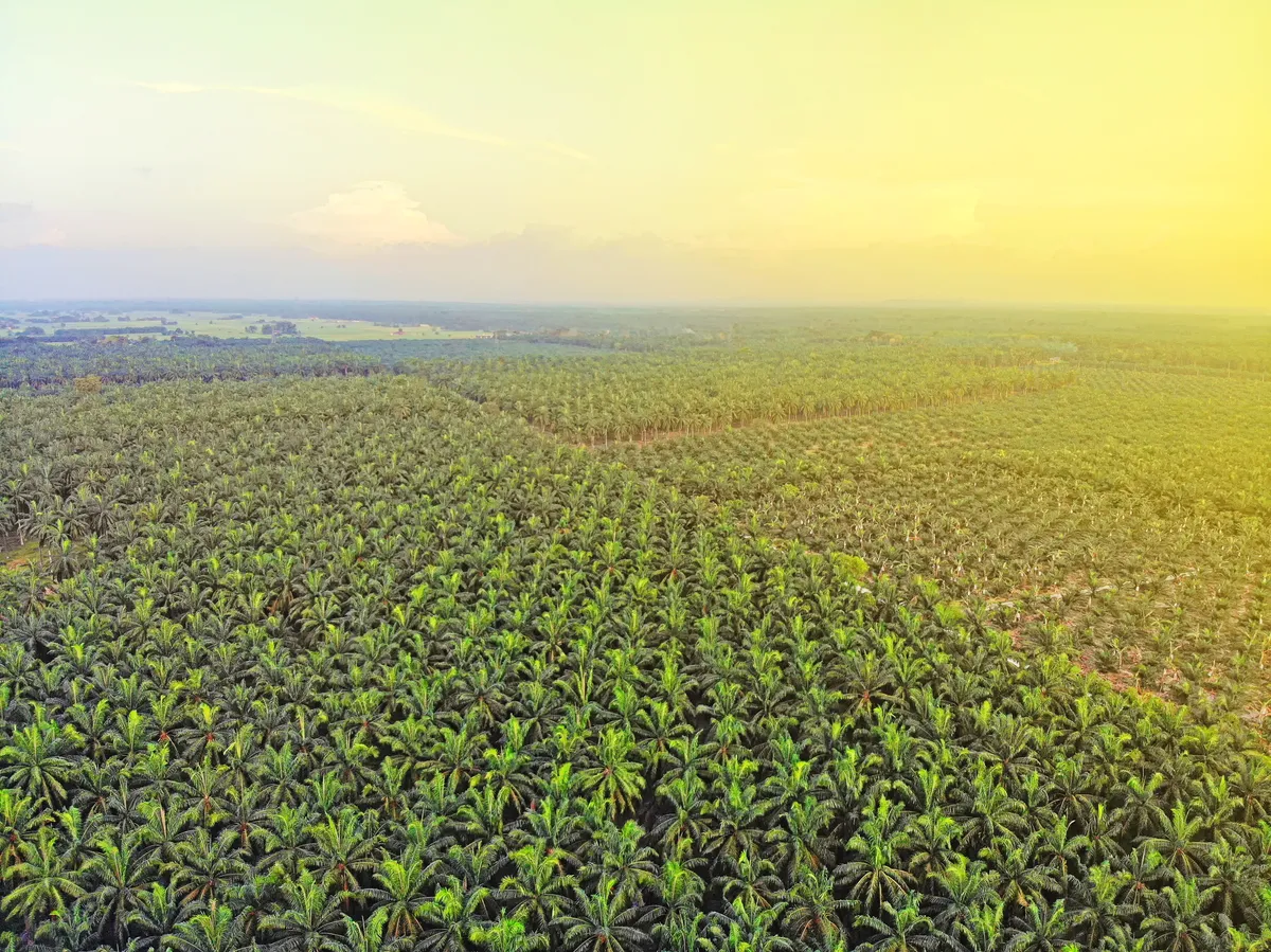 Malaysia is ranked among the world’s leading palm oil producers, making up 30% of total global production. © Hafizal Talib/EyeEm/Getty