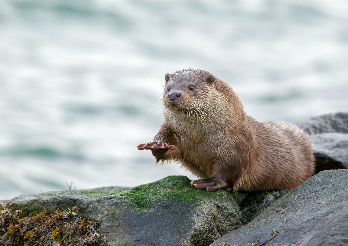 European otter in Scotland. © Iain Sloan/Getty