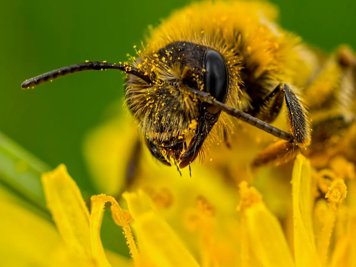 As well as collecting pollen and nectar, bumblebees can also commonly pick up parasites from flowers. © Peter Atkinson/Getty