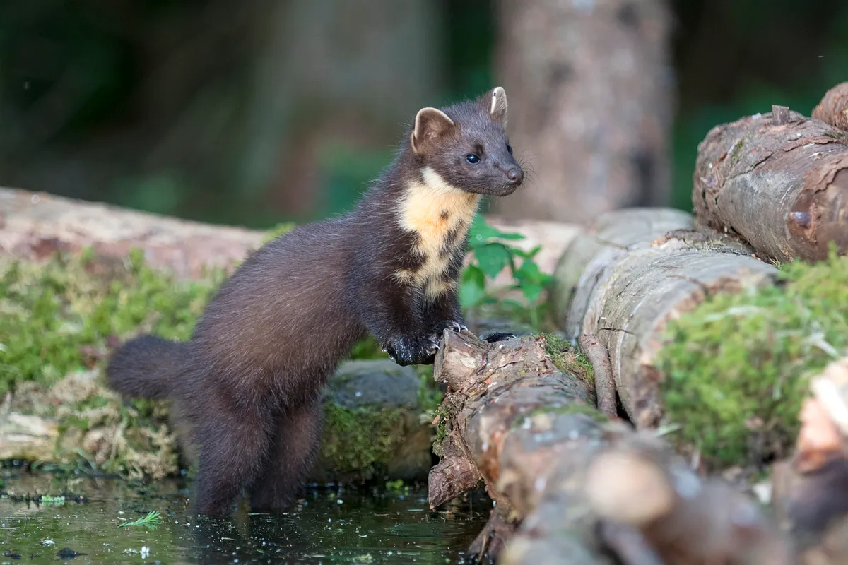 A young Pine Marten (Martes martes) at a feeding station in Scotland. © Gannet77/Getty
