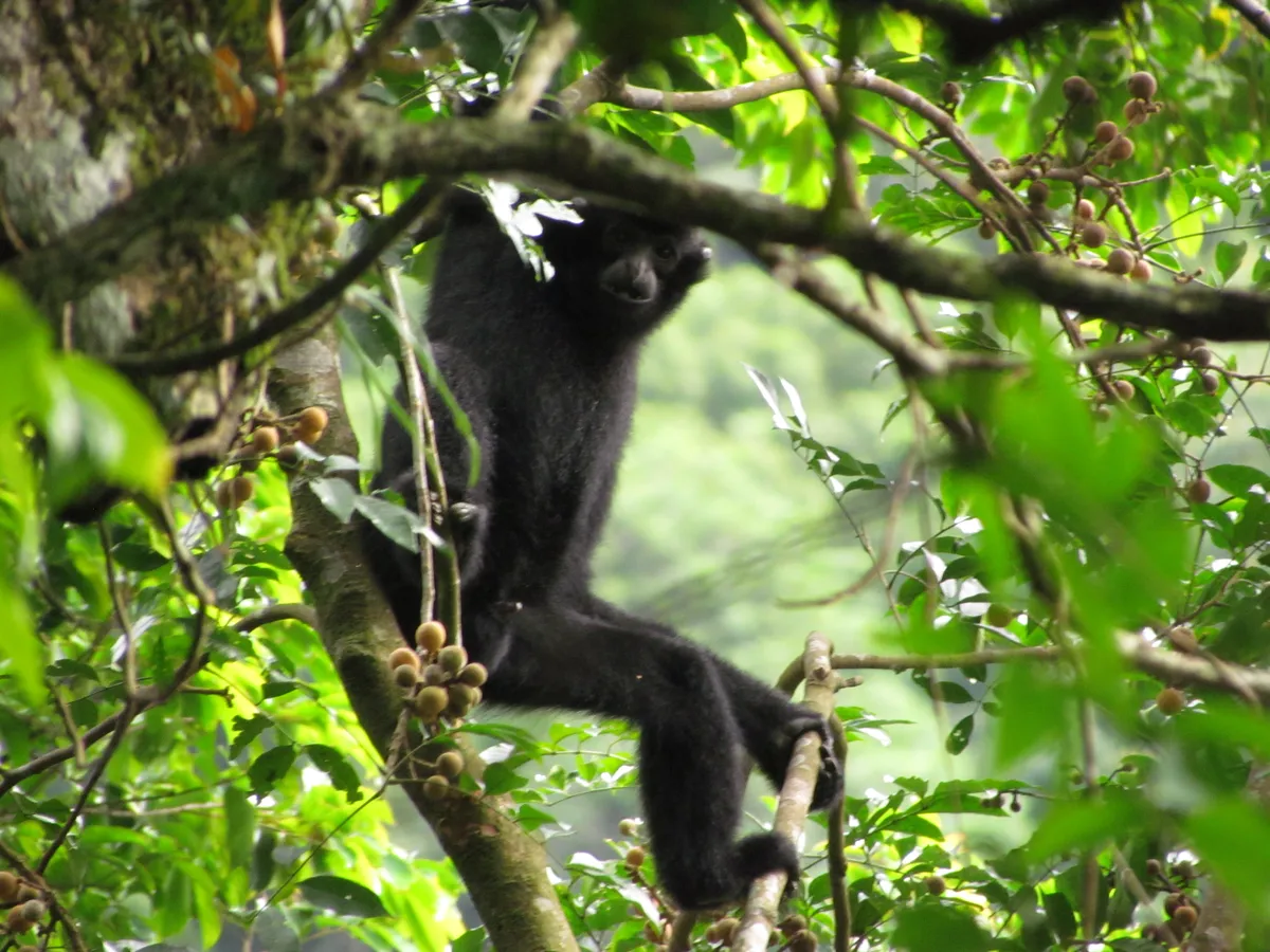 Hainan gibbon male. © Jessica Bryant/ZSL
