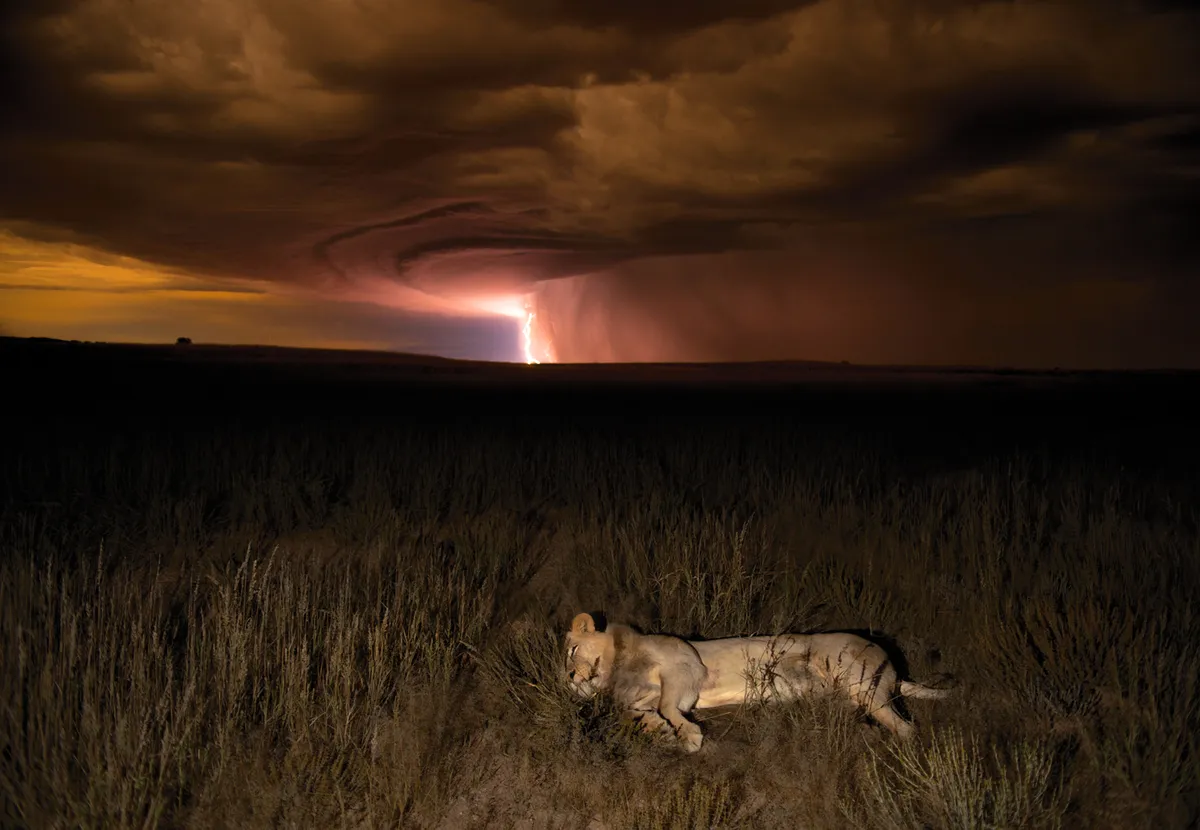 An African lion in Kgalagadi Transfrontier Park, Kalahari, South Africa. © Hannes Lochner