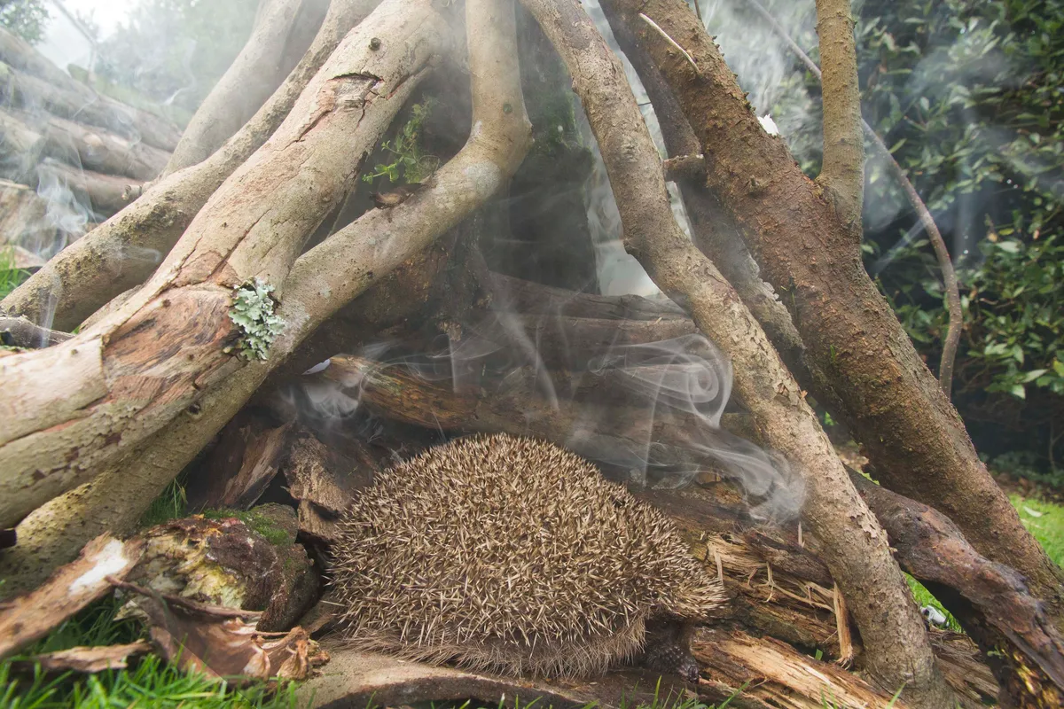 Hedgehog with bonfire. Photo taken at rescue centre to highlight the dangers of bonfires to hedgehogs. No hedgehogs hurt during this process. © Oliver Wilks