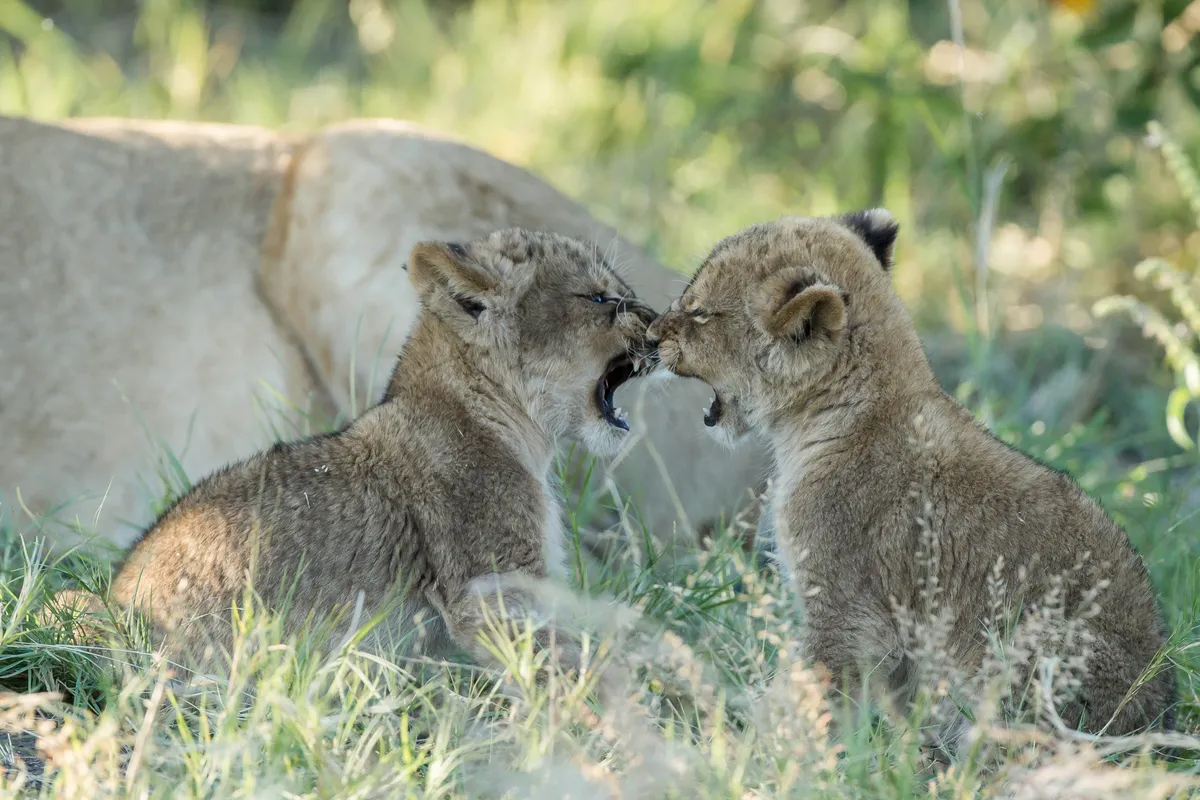 Two African lion cubs in Chobe National Park, Botswana. © James Gifford