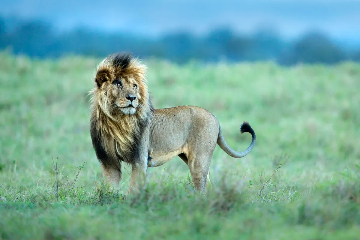 A male African lion in Maasai Mara National Reserve, Kenya. © Marlon du Toit