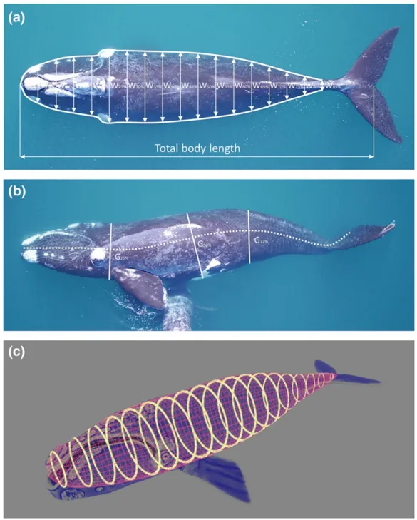 The dorsal and lateral measurements were taken (a and b) and then a 3D model was used to estimate body volume (c). © Christiansen et al. (2019)