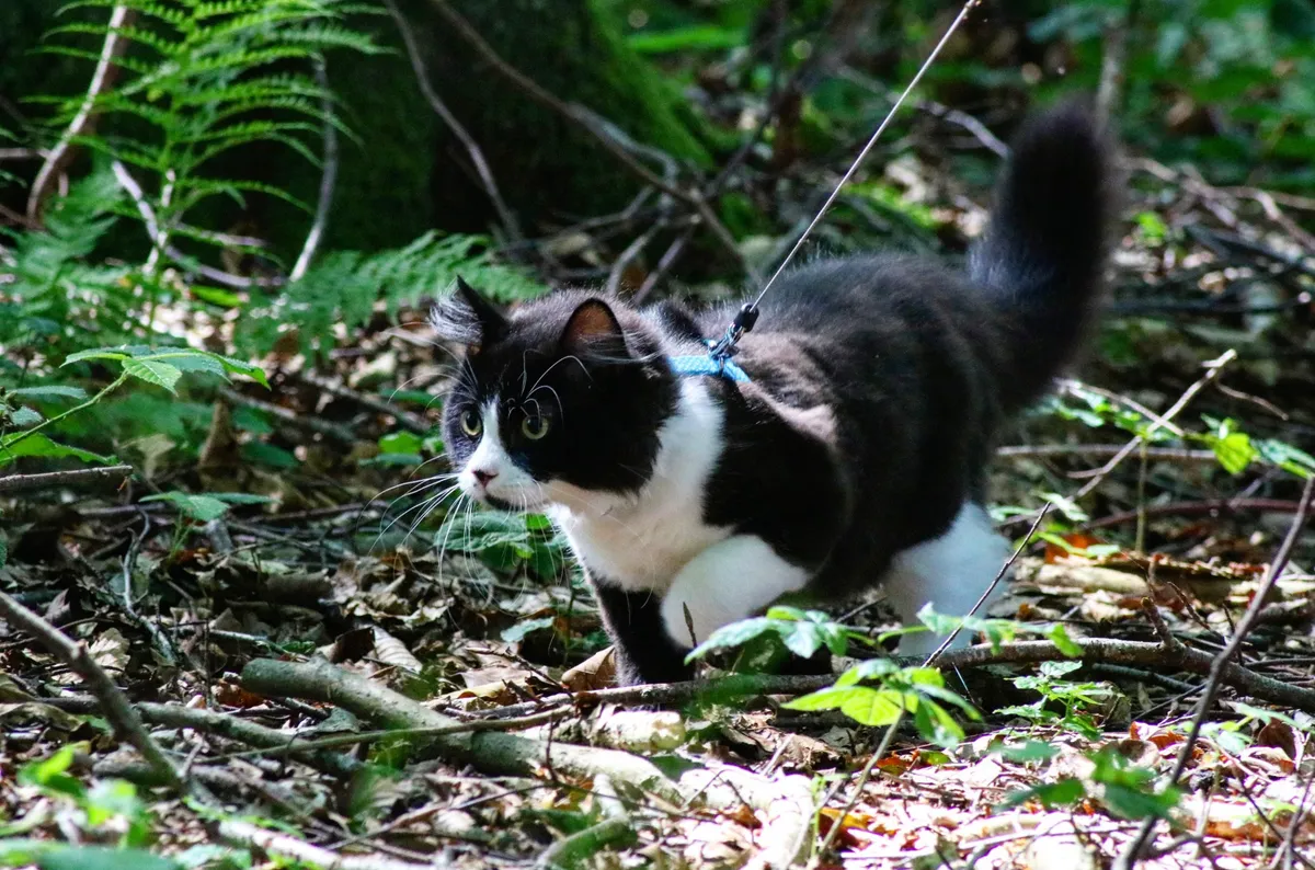 Some cats can be trained to walk outside with a harness and leash. © Katie Sweet