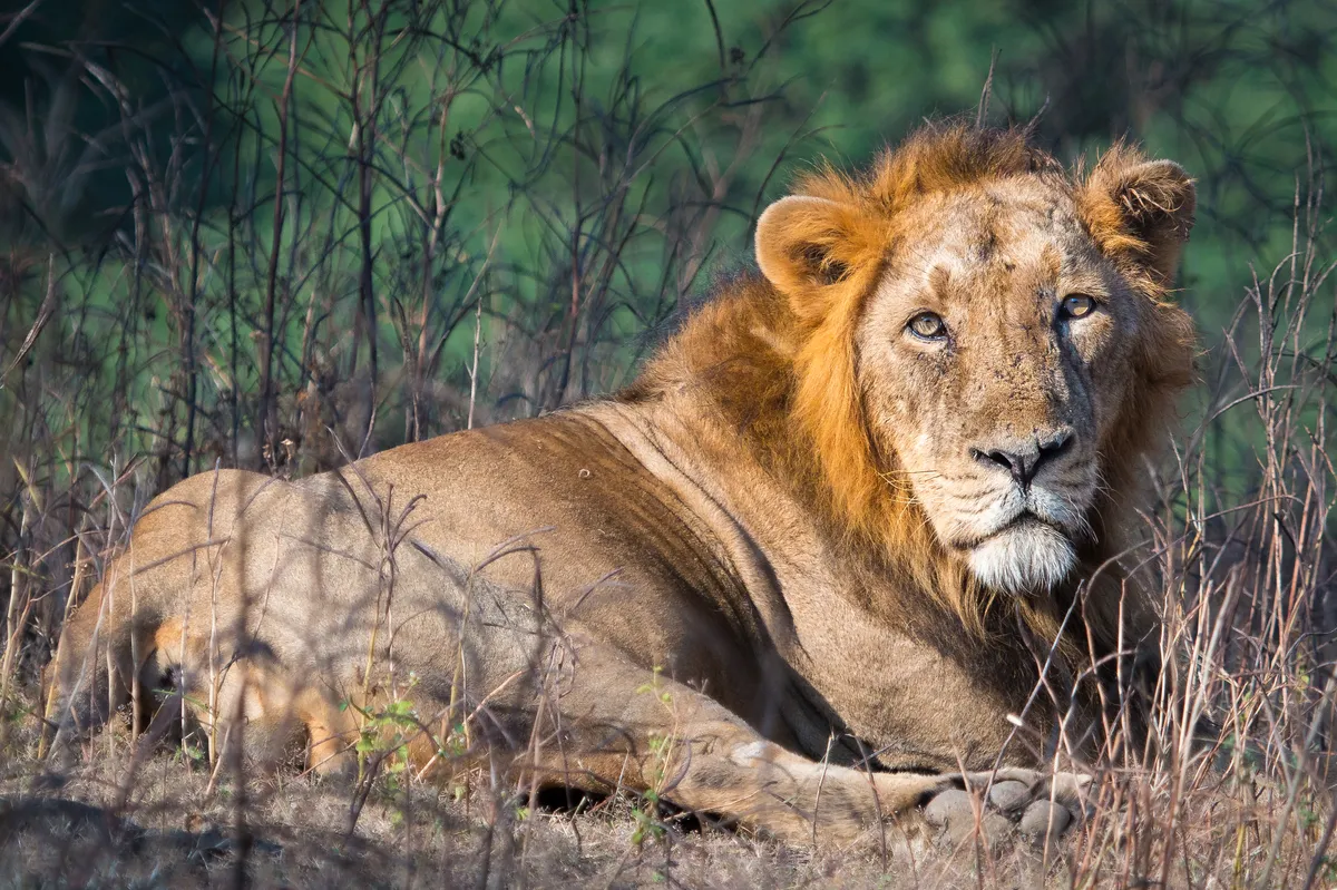 A male Asiatic lion in Gir Forest National Park, India. © Sumeet Moghe