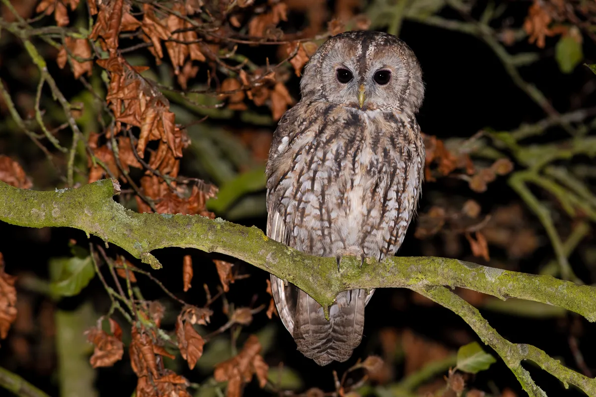 Tawny Owl Ben Dalgleish YWPUK