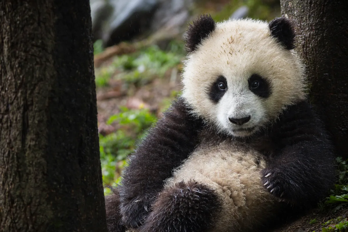 A giant panda cub resting between two trees. Pandas were once on the brink of extinction but thanks conservation efforts over the last six decades, the wild population has nearly doubled to just over 1800 bears. © Wonderly Imaging/Shutterstock