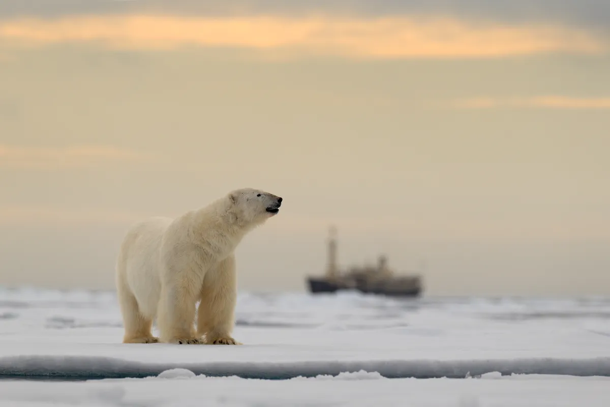 A polar bear inSvalbard, Norway. Ondrej Prosicky Shutterstock