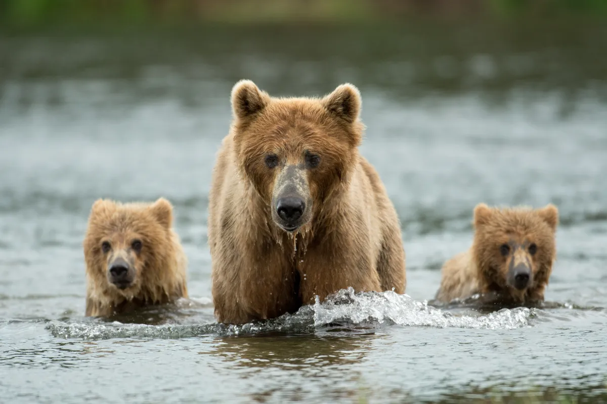 Brown bear mother and her and two cubs walking in the Brooks River in Katmai National Park, Alaska. During the salmon run this is a prime fishing spot and cubs quickly learn how to catch their prey by watching their mother. © Tony Campbell/ Shutterstock