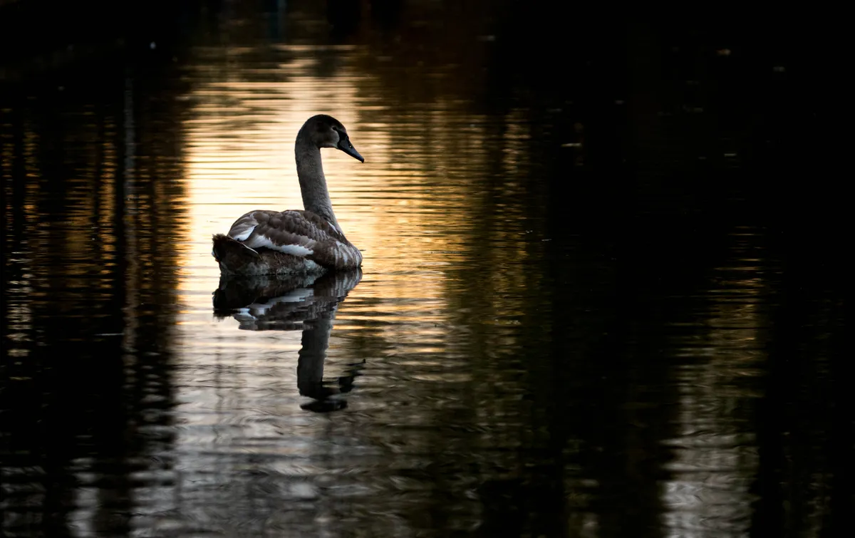 Some beautiful patches of evening light were hitting the river. I wanted to frame this swan within one of the patches, but catching the right moment was tricky. I had to continually adjust my position along the riverbank to maximise the time that the swan spent silhouetted by the light. © Mairi Eyres.
