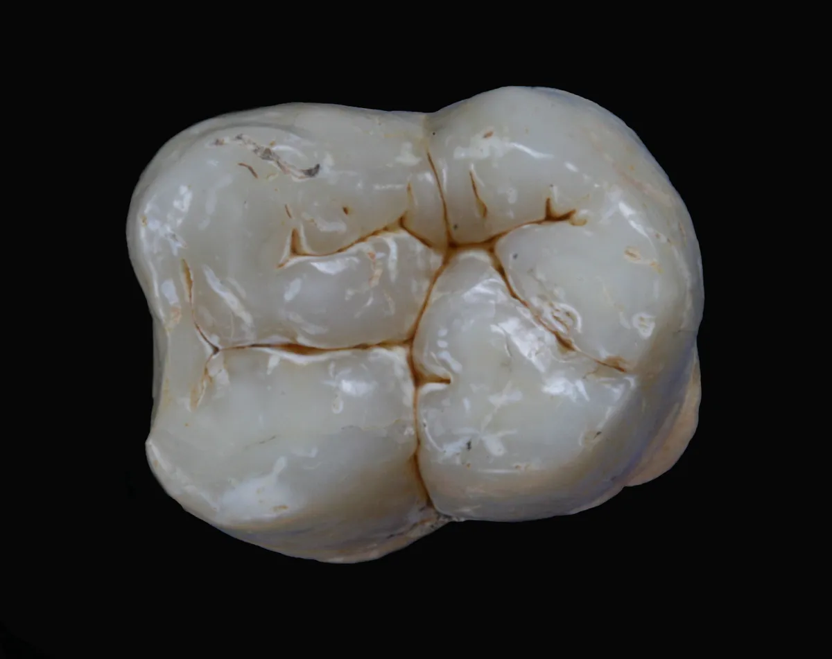 Lower molar of Gigantopithecus blacki (8564) from Chuifeng cave. Prof. Wei Wang and Theis Jensen.