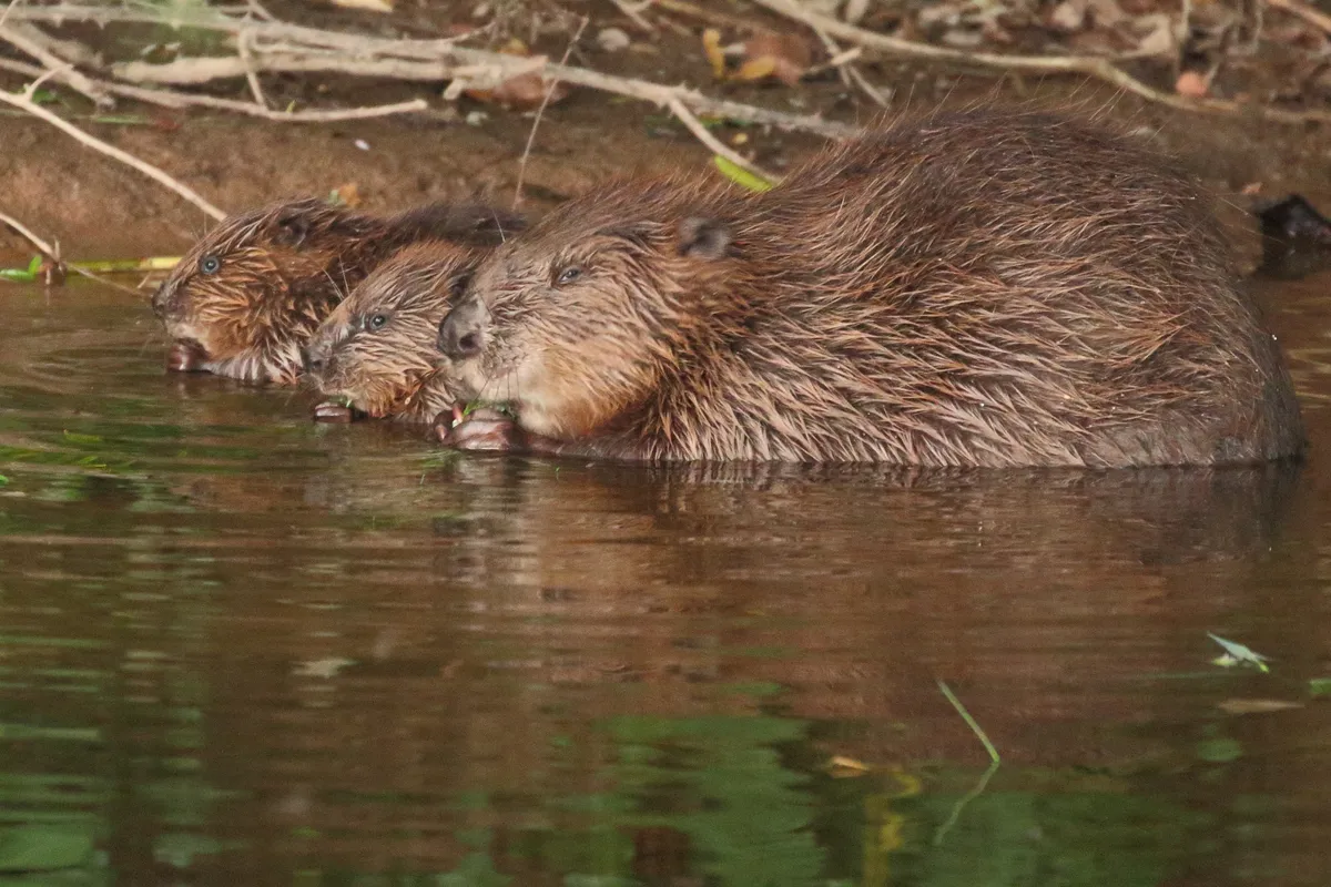 Beaver female with two kits. Credit Mike Symes & Devon Wildlife Trust