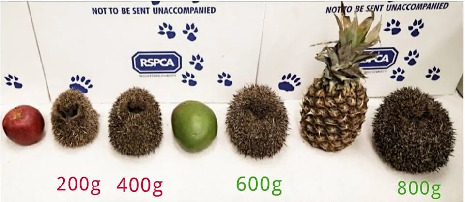 Copy of hedgehog fruit sizes (1)