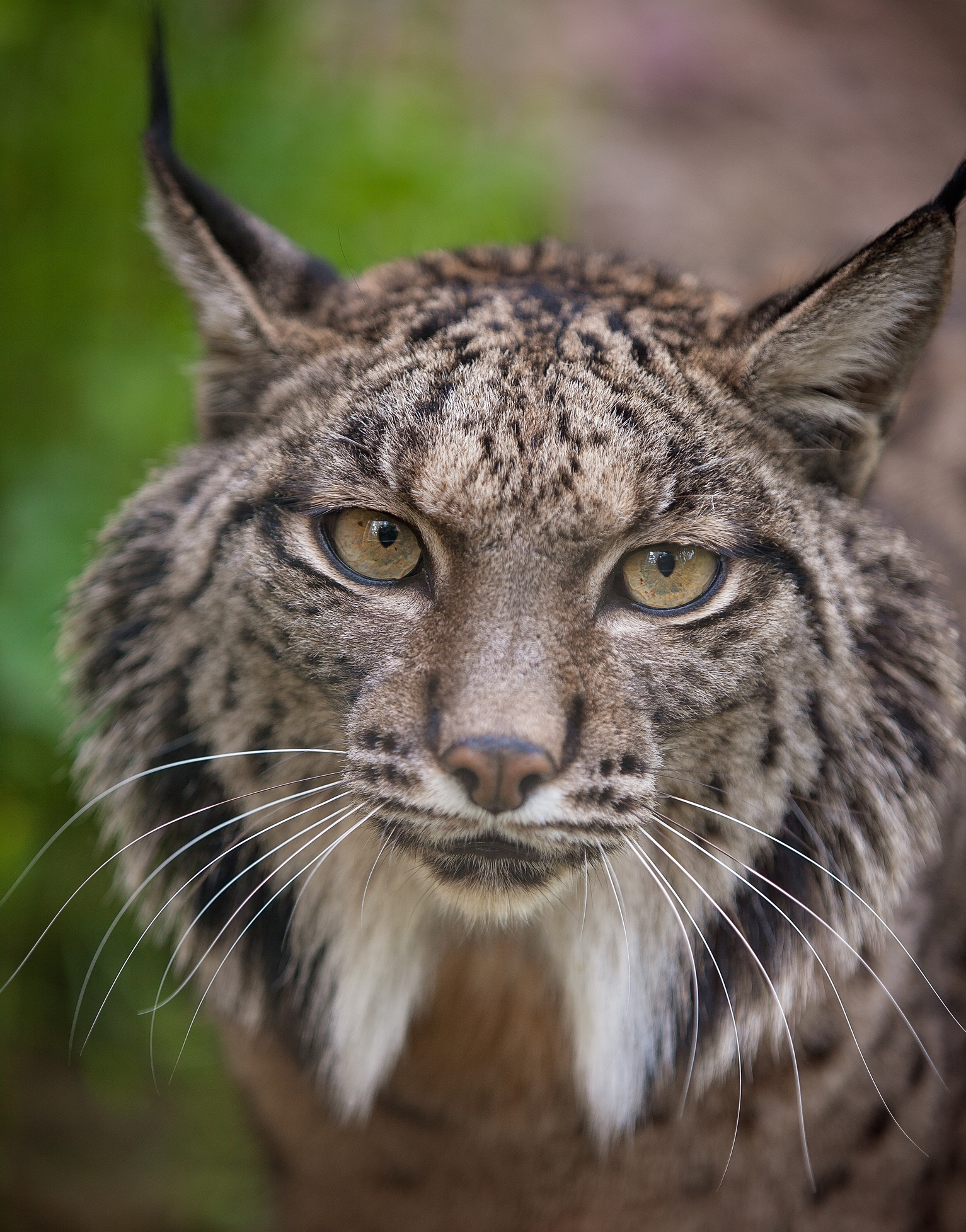 Everything you need to know about lynx