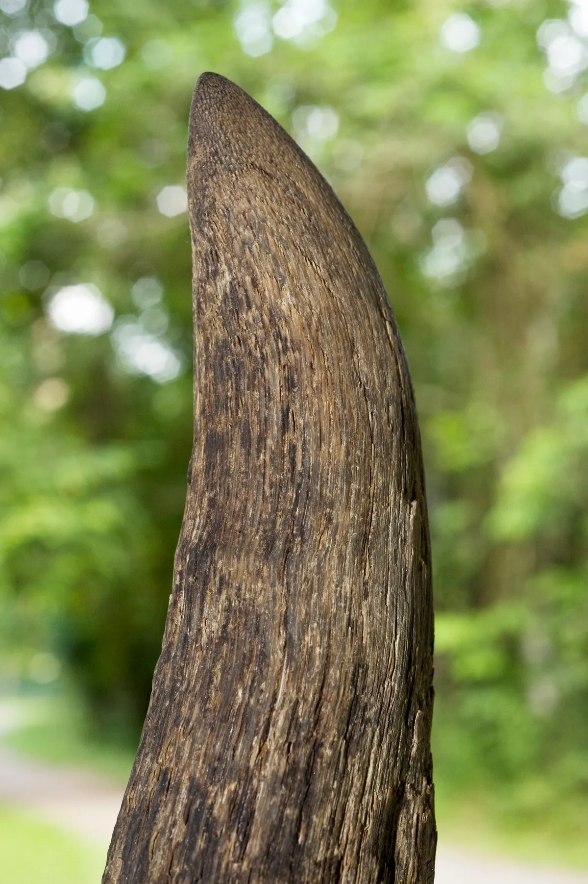 Close up of confiscated Sumatran rhino horn. Mark Carwardine