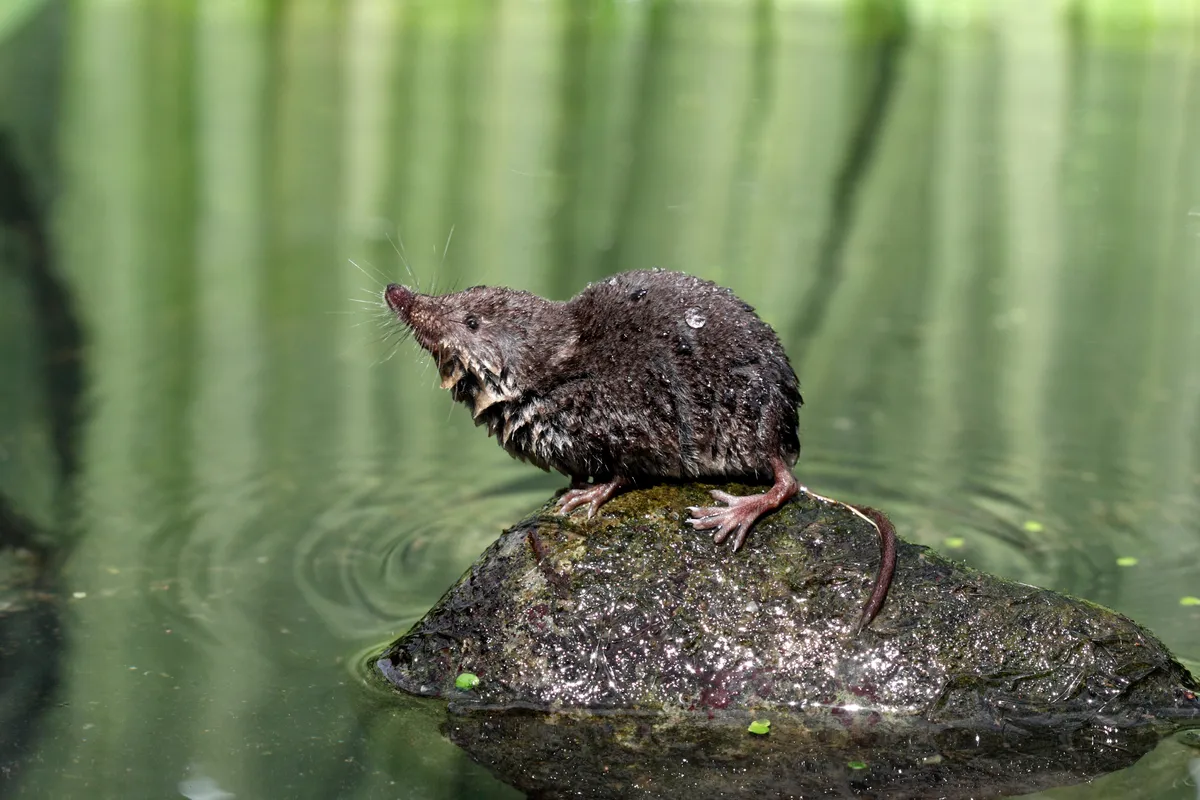 Some species of shrew are venomous, such as this Eurasian water shrew. Venomous shews use the same toxins as solenodons, ahving evolved it independently. MikeLane45/Getty