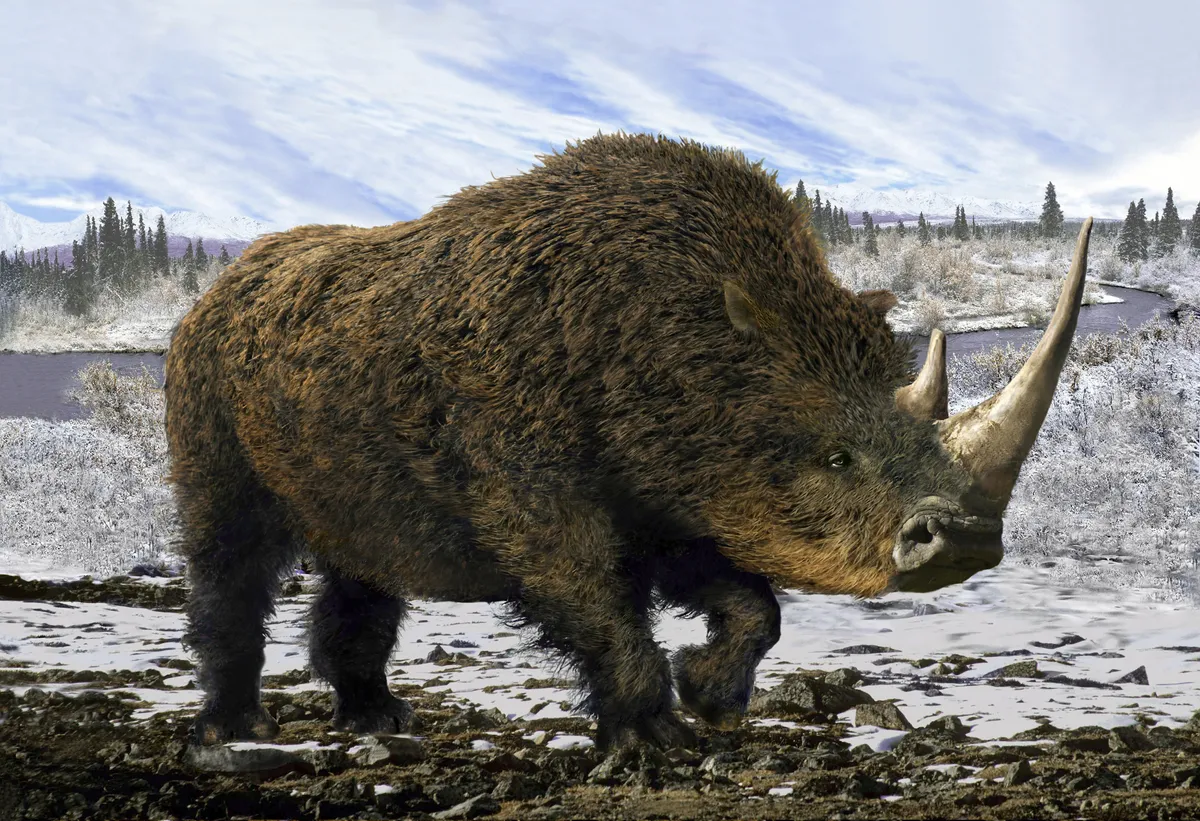 An artistic rendering of the extinct woolly rhinoceros. These rhinos were covered in thick hair to protect them from the cold. aleks1949/Getty