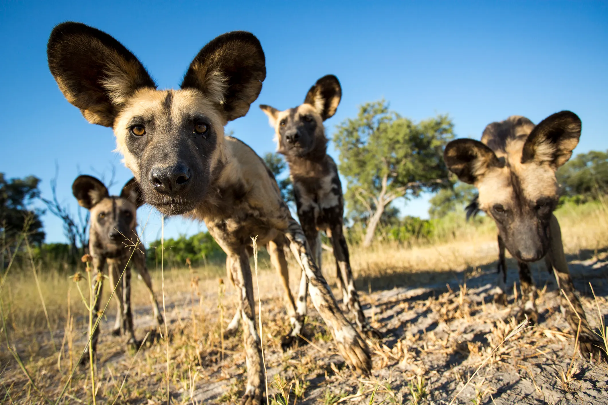 Endangered Wild Dogs Rely on Diverse Habitat to Survive Around